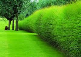 osnovnye-preimushhestva-dekorativnoj-travy